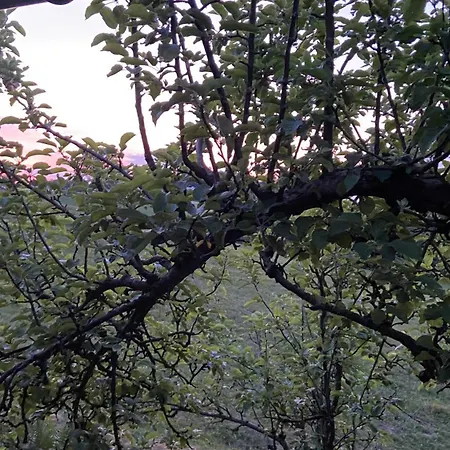 Naturnahe Familienwohnung Ruschegg